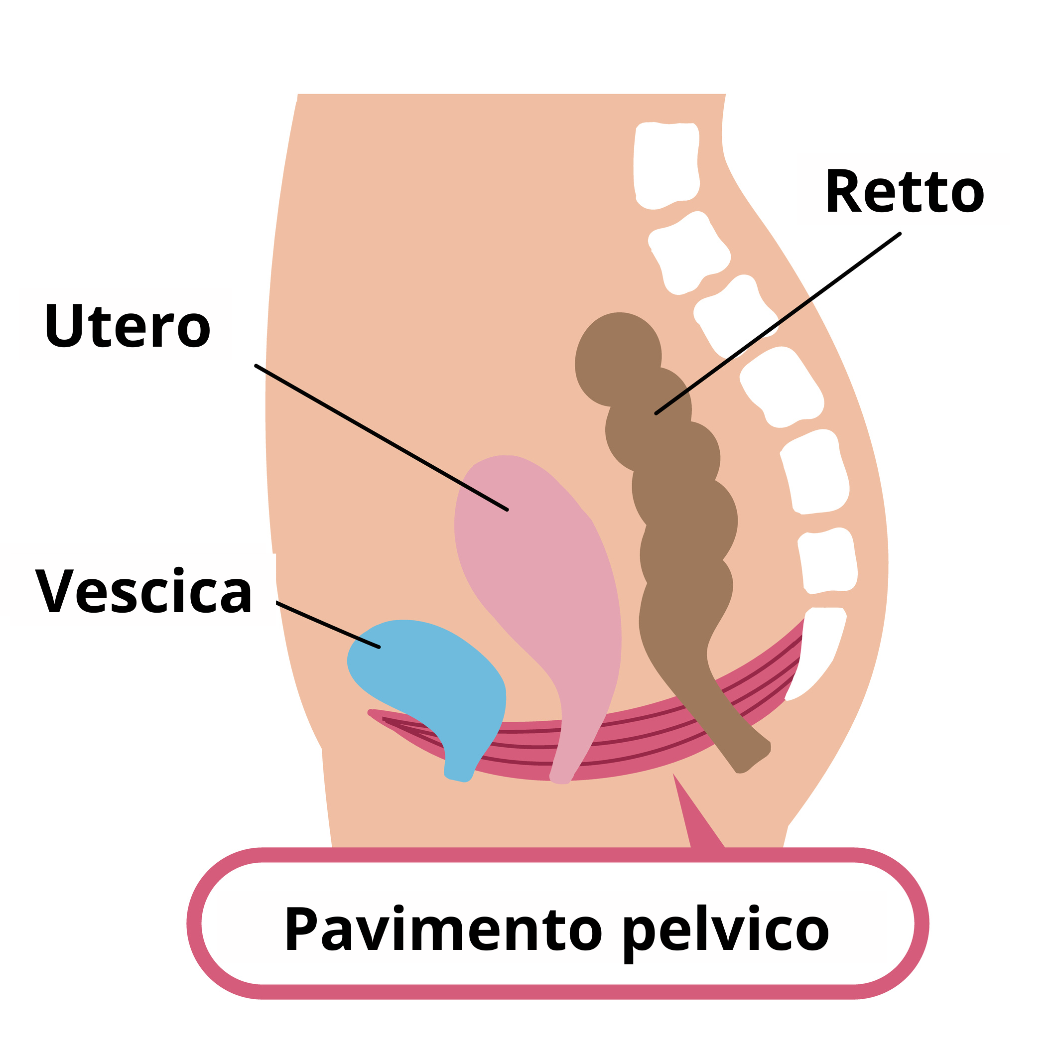 pavimento pelvico